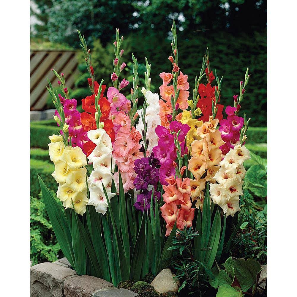 Van Zyverden Gladiolus Large Flowering Stars and Stripes Mixed Set of 35 Bulbs